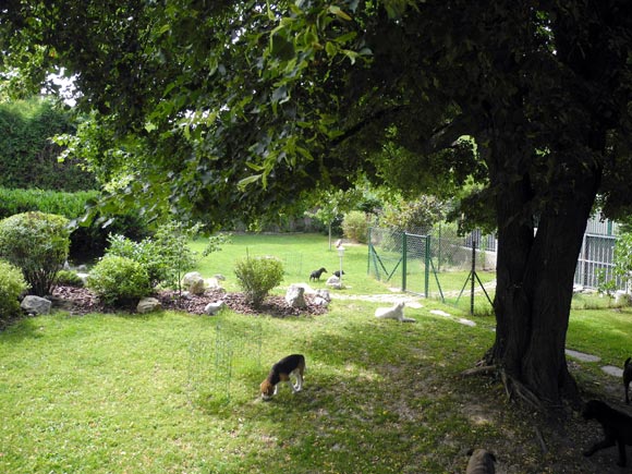 garten im sommer garten im sommer